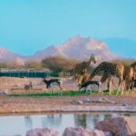 Discover the Wild Heart of Al Ain: An Unforgettable Journey to Al Ain Zoo!
